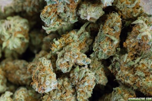 Buy Cinderella 99 Strain Online Europe Buy Cinderella 99 Strain Online Australia Cinderella-99 strain for sale Europe Cinderella-99 strain for sale Australia