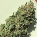 buy holy grail kush online buy quality marijuan online order weed from cali best online cannabis shop buy exotic carts online