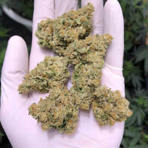 buy american dream online weed for sale online ordering marijuana online buy quality weed online buy cannabis seeds online