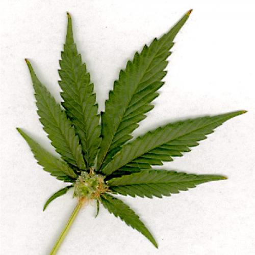 Buy Marijuana Hash Online Portugal