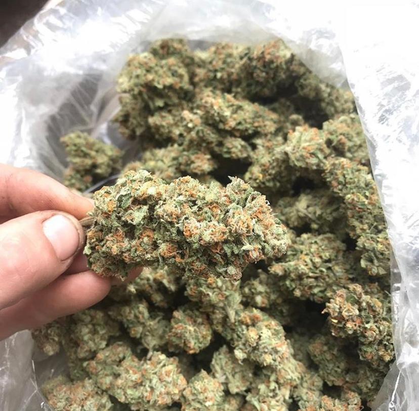 Buy Durban Poison Strain Online Europe Buy Durban Poison Strain Online Australia Durban Poison Strain For Sale Europe Buy Durban Poison AU